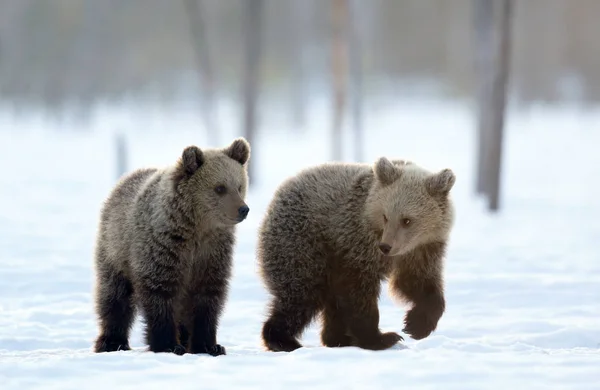 Medvědí Mláďata Zimním Lese Zimní Les Při Východu Slunce Přírodní — Stock fotografie