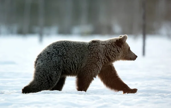 Barna Medve Sétál Hóban Téli Erdőben Reggeli Köd Napkelte Tudományos — Stock Fotó
