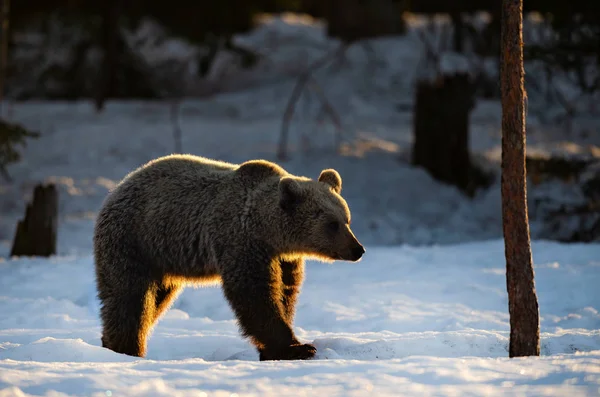 Urso Castanho Floresta Inverno Luz Pôr Sol Nome Científico Ursus — Fotografia de Stock