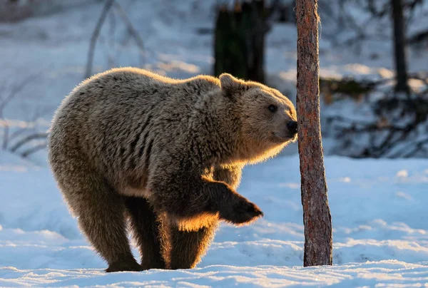 Ведмідь Шепоче Дерево Коричневий Ведмідь Зимовому Лісі Заході Сонця Наукова — стокове фото