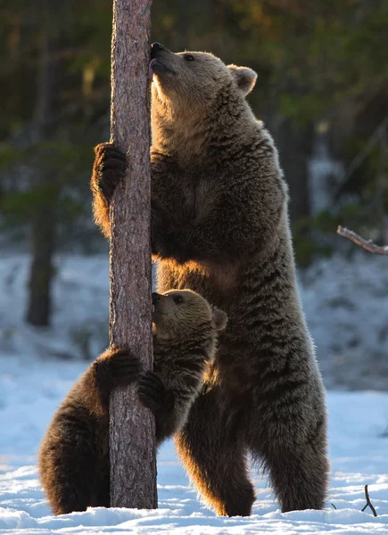 熊と子よ 茶色のクマは 日没の光で冬の森の松の木に足の後ろに立っています Ursus Arctos 自然生息地 冬の季節 — ストック写真