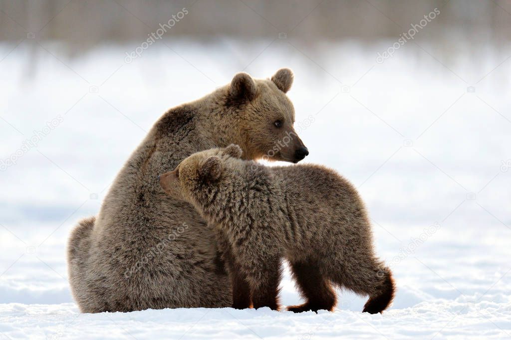 She-Bear and bear cub in winter forest. Winter forest at morning mist sunrise. Natural habitat. Brown bear, Scientific name: Ursus Arctos Arctos.