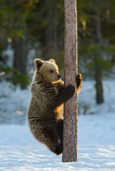 Ведмідь Лазить Сосновому Дереву Захід Сонця Зимовий Ліс Brown Bear — стокове фото