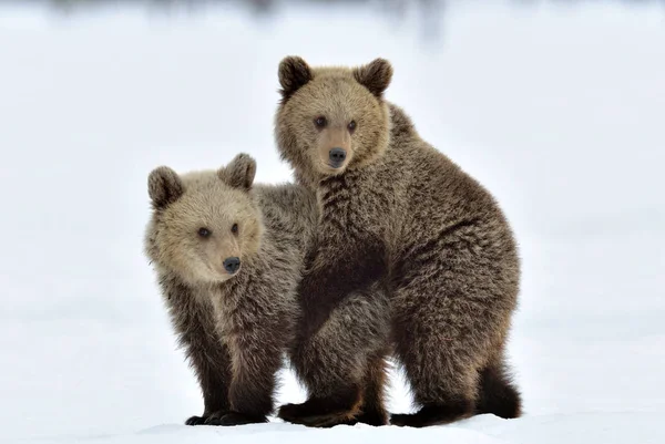 Bear Cubs Stanno Giocando Nella Neve Habitat Naturale Orso Bruno — Foto Stock