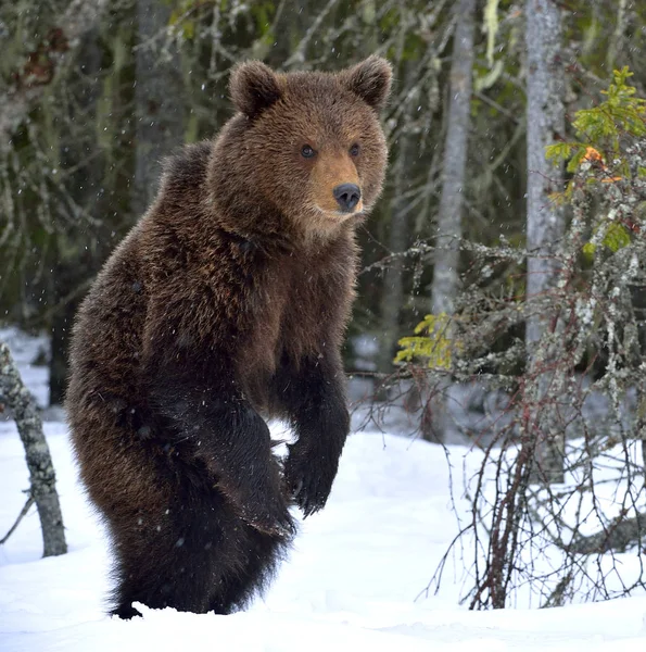 Ведмідь Стоїть Задніх Лапах Зимових Лісах Природне Середовище Brown Bear — стокове фото