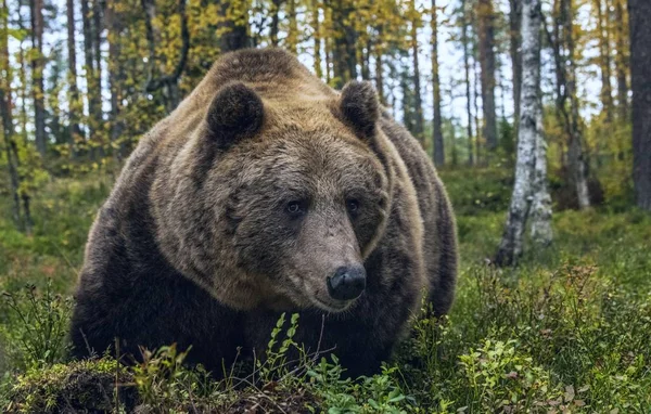 大成年棕熊在秋天的森林里 前面的布景 Ursus Arctos 自然生境 — 图库照片