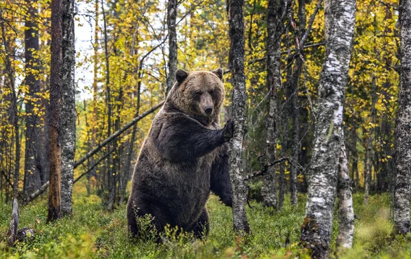 Καφέ Αρκούδα Στέκεται Στα Πίσω Πόδια Της Δίπλα Ένα Δέντρο — Φωτογραφία Αρχείου