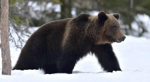 Бурый Медведь Ходит Снегу Научное Название Ursus Arctos Зимний Лес — стоковое фото