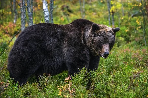 Gran Macho Adulto Oso Pardo Bosque Otoño Nombre Científico Ursus — Foto de Stock