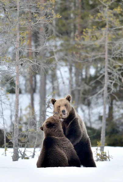 Lutar Contra Ursos Castanhos Neve Dois Ursos Marrons Adultos Lutam — Fotografia de Stock