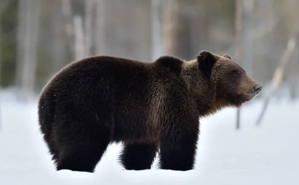Kahverengi Ayı Karda Yürüyor Bilimsel Adı Ursus Arctos Kış Ormanı — Stok fotoğraf
