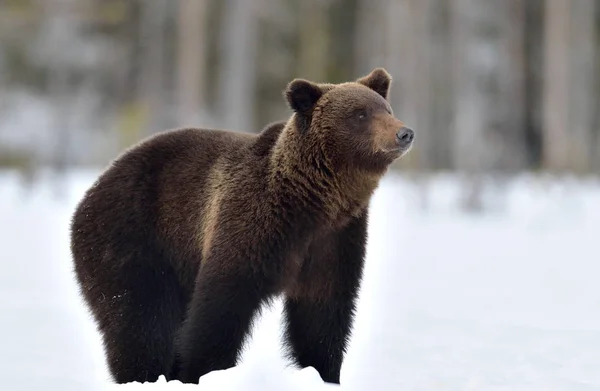 冬の森で野生の大人の茶色のクマ Ursus Arctos 自然生息地 — ストック写真