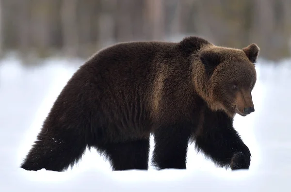 茶色の雪の上を歩くクマ Ursus Arctos 冬の森 自然生息地 — ストック写真