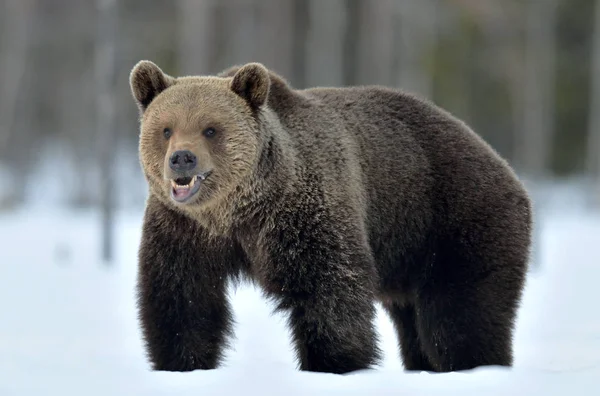 野生成年棕熊在冬天的森林里 Ursus Arctos 自然生境 — 图库照片