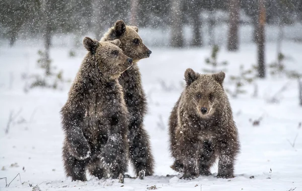 Αρκουδάκια Στέκονται Στα Πίσω Πόδια Τους Στο Χειμερινό Δάσος Φυσικό — Φωτογραφία Αρχείου