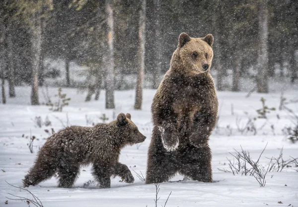 Niedźwiedzie Niedźwiedzie Zimowym Lesie Snowfall Sezonie Zimowym Środowisko Naturalne Niedźwiedź — Zdjęcie stockowe