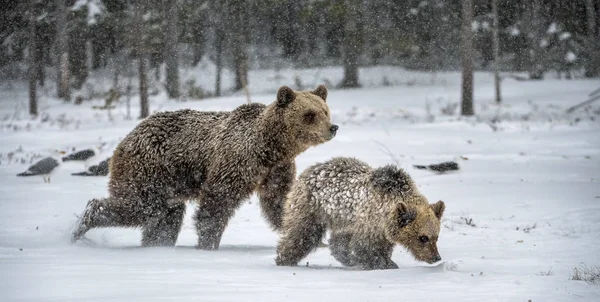 Hon Björn Och Björnunge Snön Brunbjörnar Morgonvinterskogen Naturlig Livsmiljö Vetenskapligt — Stockfoto