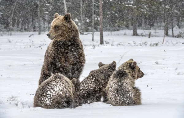 Αρκούδα Και Αρκουδάκια Στο Χειμερινό Δάσος Χιονίζει Χειμερινή Περίοδο Φυσικό — Φωτογραφία Αρχείου