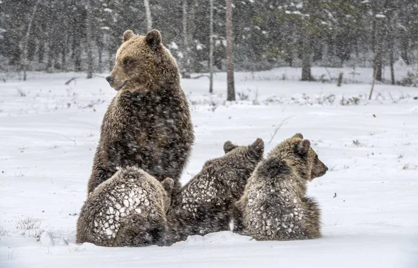 Björn Och Björnungar Vinterskogen Snöfall Vintersäsongen Naturlig Livsmiljö Brunbjörn Vetenskapligt — Stockfoto