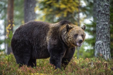 Sonbahar ormanında Büyük Yetişkin Erkek Boz Ayı. Bilimsel adı Ursus Arctos. Doğal yaşam alanı.