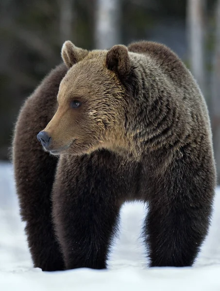 Urso Castanho Adulto Selvagem Floresta Inverno Nome Científico Ursus Arctos — Fotografia de Stock