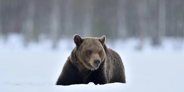 Beer Ligt Sneeuw Winterbos Vooraanzicht Bruine Beer Het Winterbos Wetenschappelijke — Stockfoto