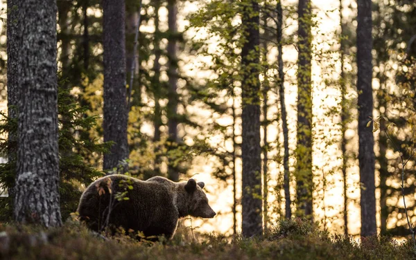 Silhueta Urso Floresta Pôr Sol Big Adult Male Brown Urso — Fotografia de Stock