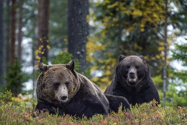 Grande Macho Adulto Ursos Marrons Floresta Outono Nome Científico Ursus — Fotografia de Stock