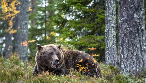 大成年棕熊在秋天的森林里 Ursus Arctos 自然生境 — 图库照片