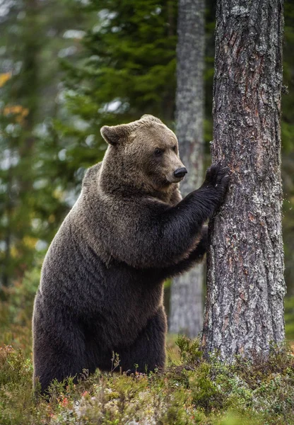 棕熊后腿站立在松树林中的一棵树旁 Ursus Arctos 自然栖息地秋季季节 — 图库照片