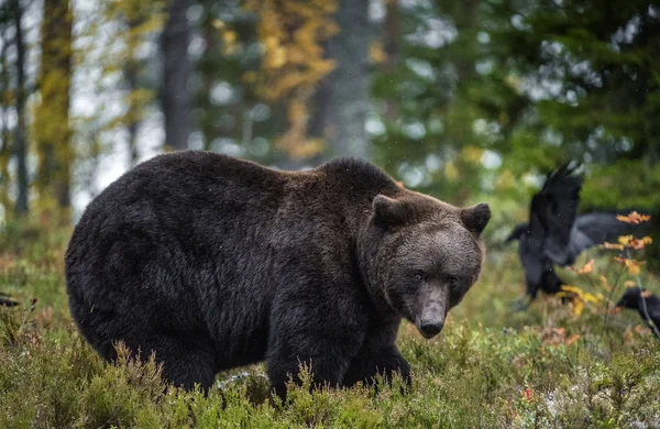 Sonbahar Ormanında Büyük Yetişkin Erkek Boz Ayı Bilimsel Adı Ursus — Stok fotoğraf