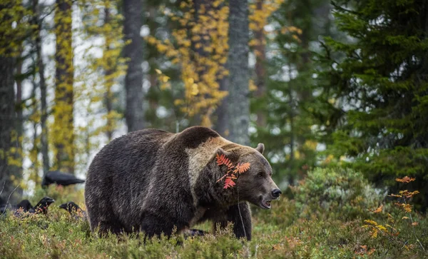 Sonbahar Ormanında Büyük Yetişkin Erkek Boz Ayı Bilimsel Adı Ursus — Stok fotoğraf