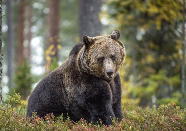 Duży Dorosły Mężczyzna Niedźwiedzia Brunatnego Jesiennym Lesie Nazwa Naukowa Ursus — Zdjęcie stockowe