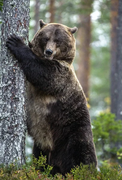 棕熊后腿站立在松树林中的一棵树旁 Ursus Arctos 自然栖息地秋季季节 — 图库照片