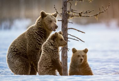 She-bear standing on its hind legs. She-Bear and bear cubs on the snow in the winter forest. Natural habitat. Scientific name: Ursus Arctos Arctos.   
