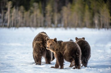 She-Bear and bear cubs on the snow in the winter forest. Natural habitat. Scientific name: Ursus Arctos Arctos. 