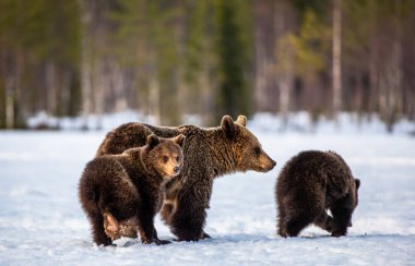 She-Bear and bear cubs on the snow in the winter forest. Natural habitat. Scientific name: Ursus Arctos Arctos. 