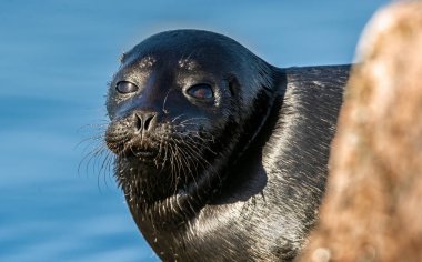 Ladoga ringed seal.  Close up portrait, blue water background. Scientific name: Pusa hispida ladogensis. The Ladoga seal in a natural habitat. Ladoga Lake. Russia