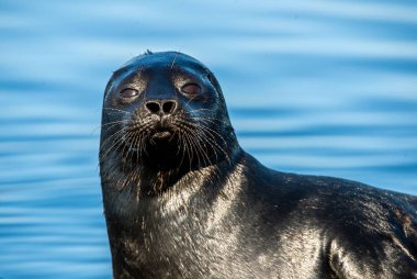 Ladoga ringed seal.  Close up portrait, blue water background. Scientific name: Pusa hispida ladogensis. The Ladoga seal in a natural habitat. Ladoga Lake. Russia