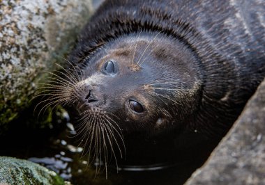 The Ladoga ringed seal. Close up portrait. Scientific name: Pusa hispida ladogensis. The Ladoga seal in a natural habitat. Ladoga Lake. Russia