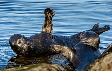 Fighting Ladoga ringed seals. Blue water background. Scientific name: Pusa hispida ladogensis. The Ladoga seal in a natural habitat. Ladoga Lake. Russia