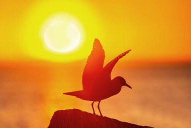 The silhouette of a seagull on the stone. Red sunset sky background. The Black-headed Gull Scientific name: Larus ridibundus.
