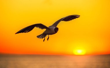 Uçan bir martının silueti. Kırmızı gün batımı gökyüzü arka plan. Dramatik Sunset Gökyüzü. Kara başlı Martı Bilimsel adı: Larus ridibundus.