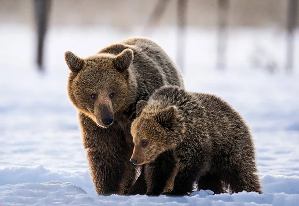 She Bear Bear Cub Snow Winter Forest Natural Habitat Scientific — Stock Photo, Image