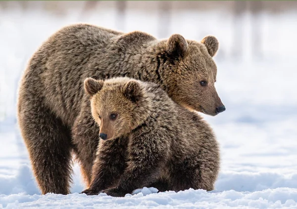 She Bear Bear Cub Snow Winter Forest Natural Habitat Scientific — Stockfoto