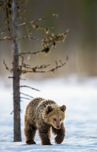 Bear Cub Walking Snow Winter Forest Natural Habitat Brown Bear — Stock fotografie