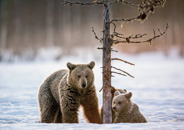 She Bear Bear Cub Snow Winter Forest Natural Habitat Scientific — Stockfoto