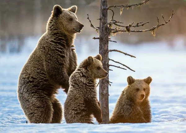 She Bear Standing Its Hind Legs She Bear Bear Cubs — Φωτογραφία Αρχείου