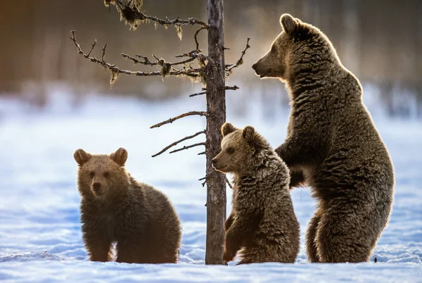 She-bear standing on its hind legs. She-Bear and bear cubs on the snow in the winter forest. Natural habitat. Scientific name: Ursus Arctos Arctos.