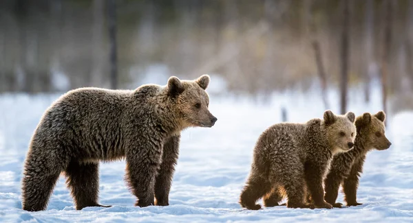 She Bear Bear Cubs Snow Winter Forest Natural Habitat Scientific — Stockfoto